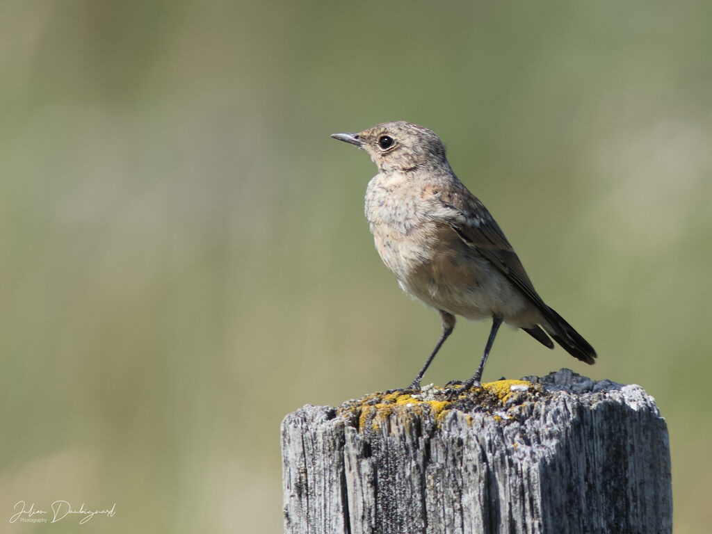 Traquet motteux, identification