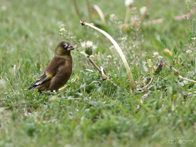 Grey-capped Greenfinch, identification