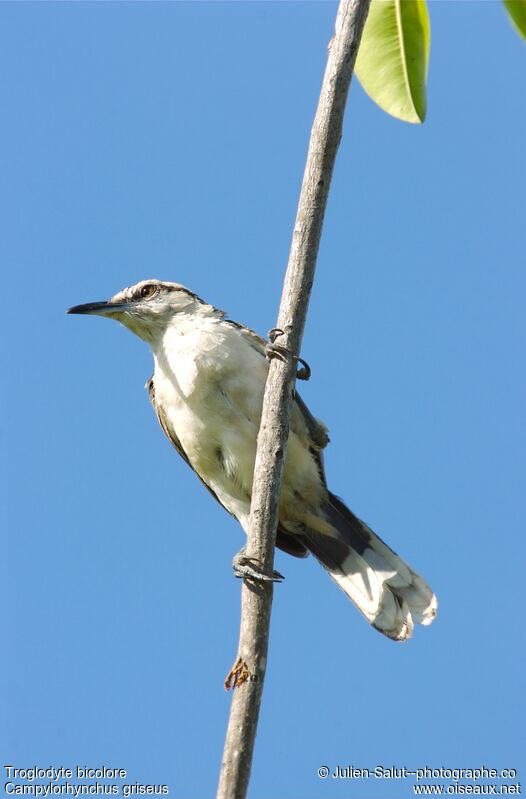 Bicolored Wren - Pictures, page 1