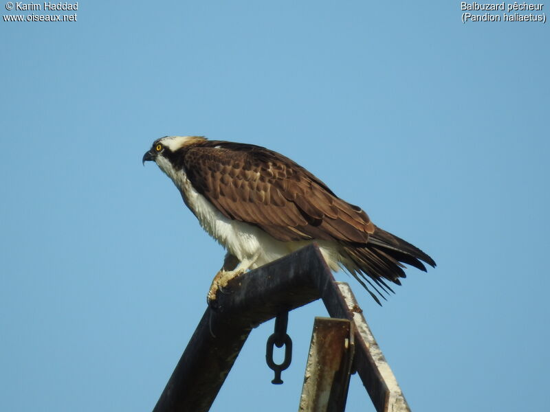 Balbuzard pêcheuradulte, portrait