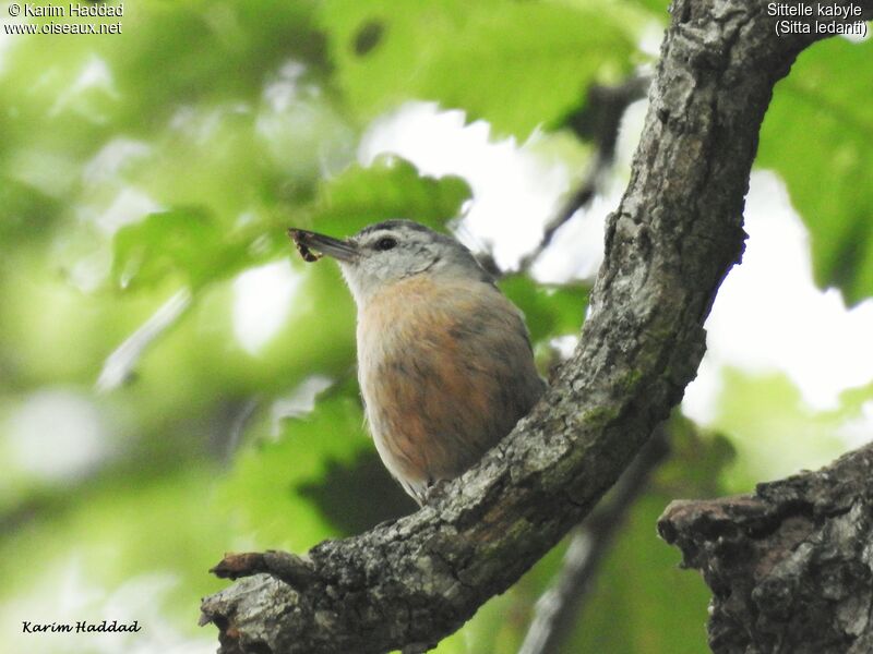 Sittelle kabyleadulte, habitat, marche, pêche/chasse, Nidification