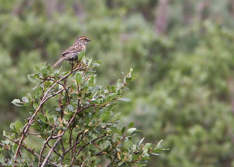 Accenteur à poitrine rousseadulte, habitat, Comportement