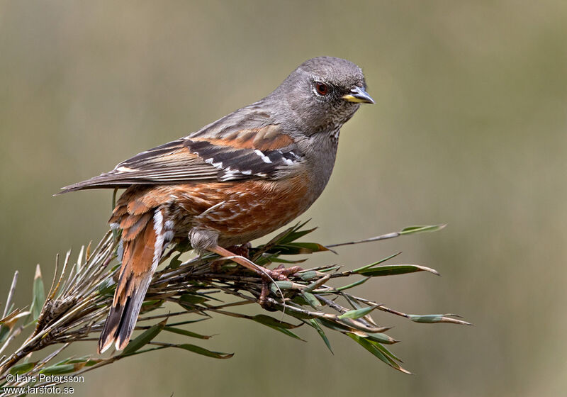 Alpine Accentor