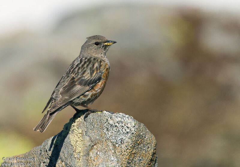 Alpine Accentor