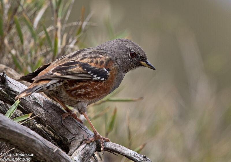 Alpine Accentor