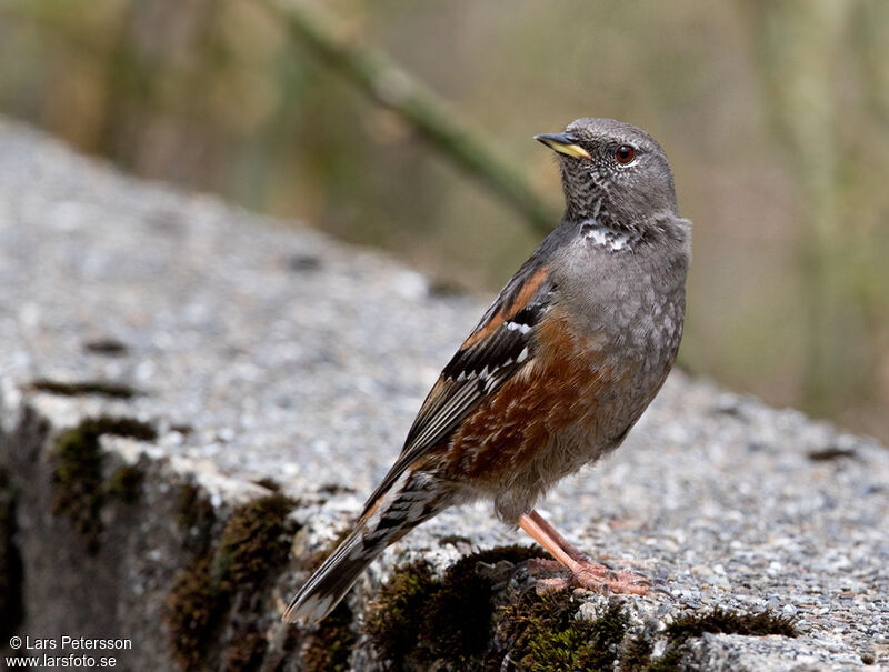 Accenteur alpin