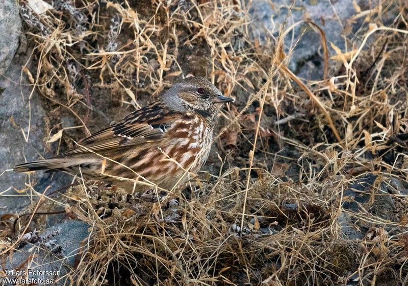 Altai Accentor