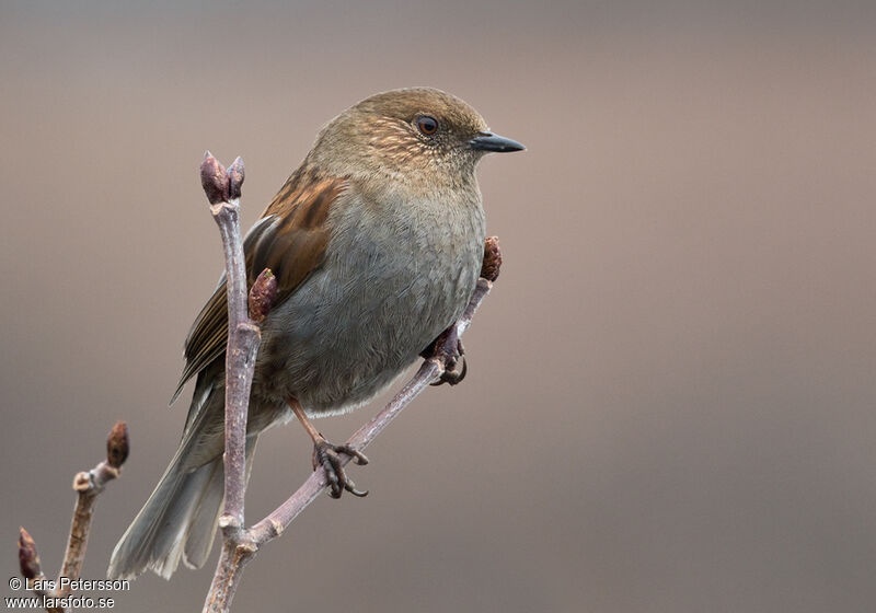 Japanese Accentor