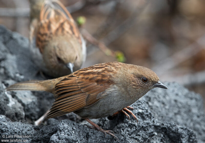 Japanese Accentor