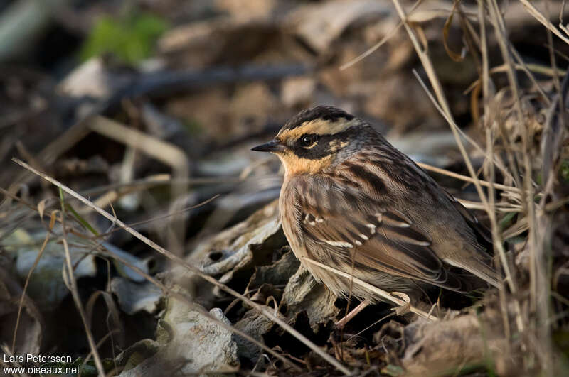 Siberian Accentor, identification