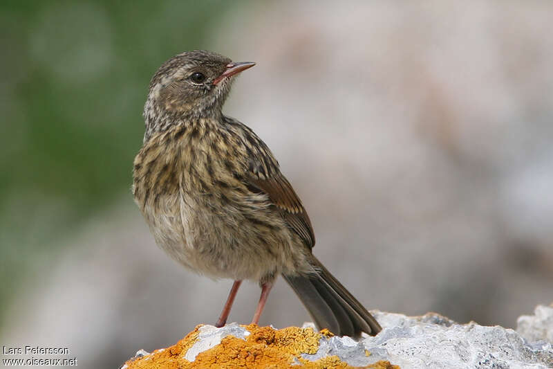 Accenteur rougegorgejuvénile, identification