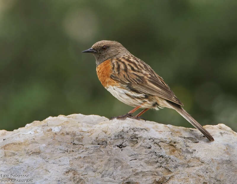 Accenteur rougegorgeadulte nuptial, identification