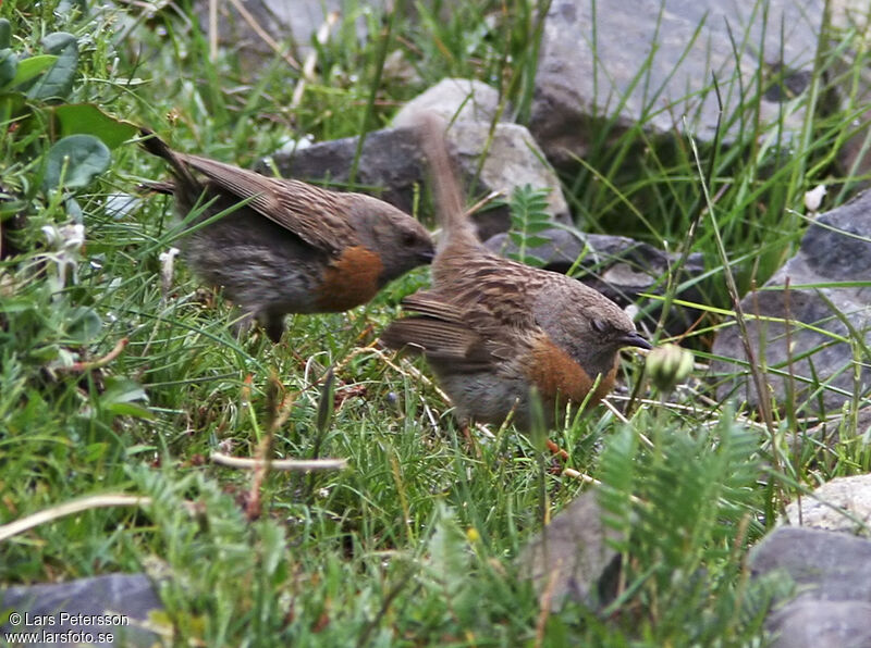 Accenteur rougegorge