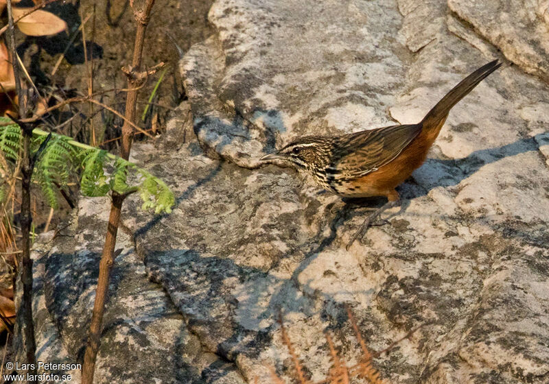 Achétopse à flancs rouxadulte