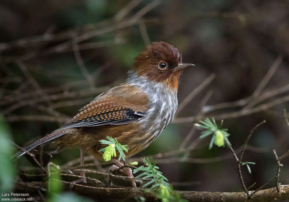 Taiwan Barwingadult, identification