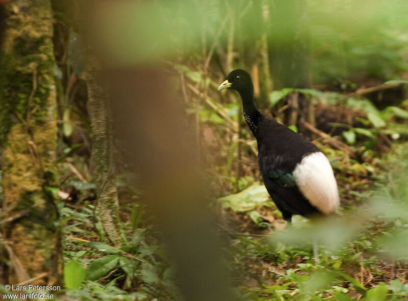 Pale-winged Trumpeter