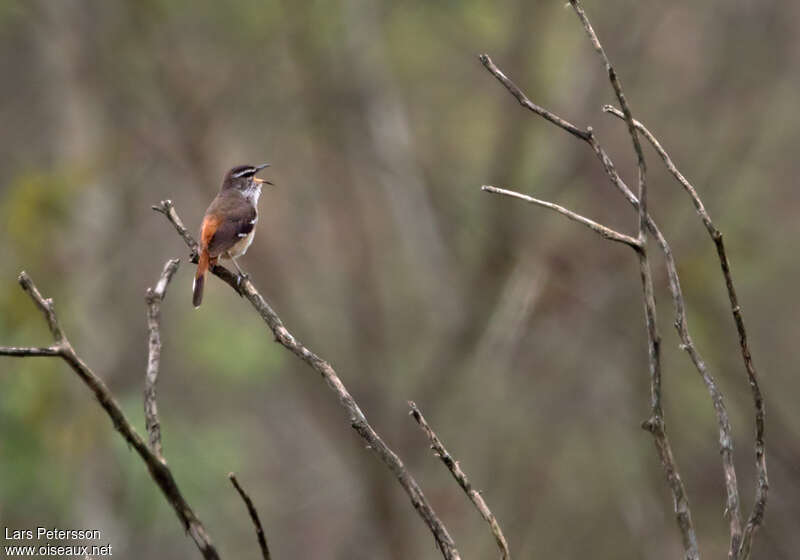 Agrobate à dos brun mâle adulte, identification