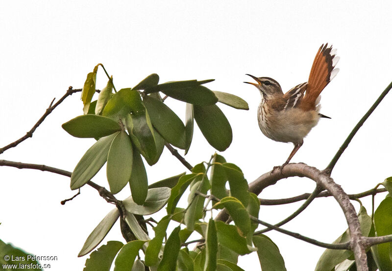 White-browed Scrub Robin male adult, habitat, courting display