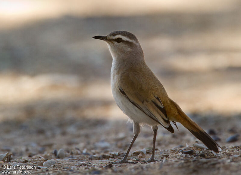 Kalahari Scrub Robin