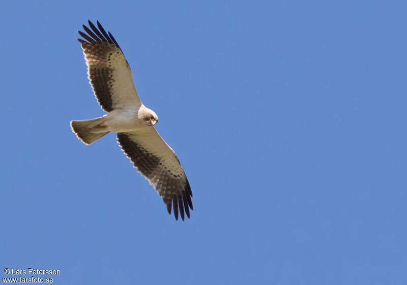 Booted Eagle