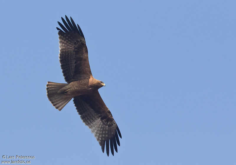 Aigle botté