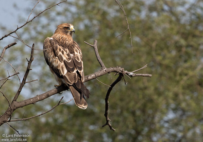 Aigle botté