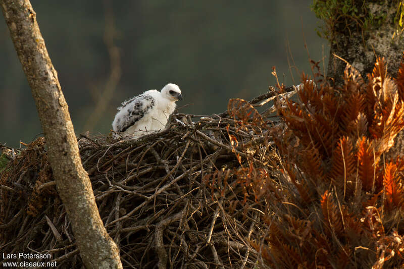 Crowned EaglePoussin, Reproduction-nesting