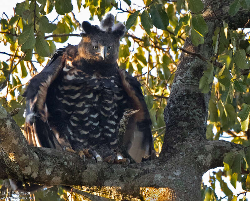 Aigle couronnéadulte, portrait