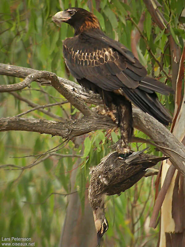 Aigle d'Australieadulte, mange