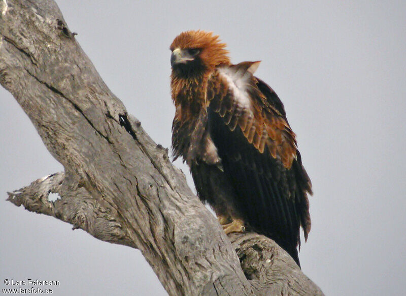 Wedge-tailed Eagle