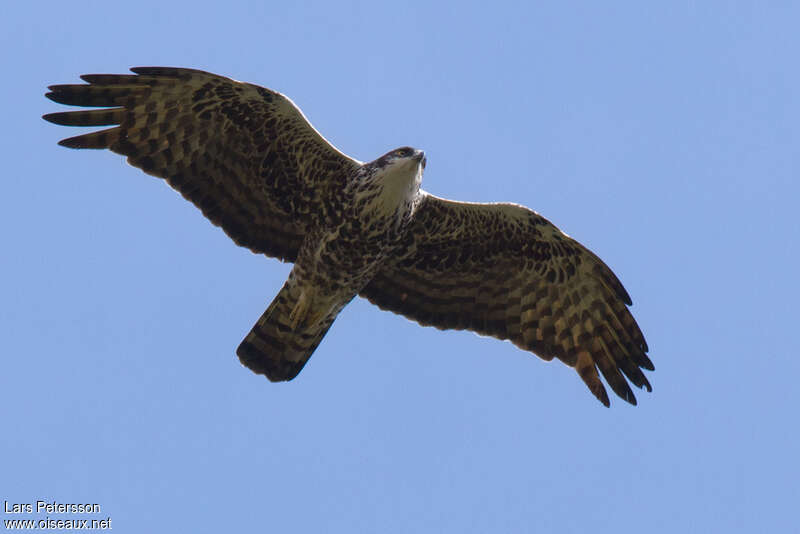 Aigle d'Ayresadulte, Vol