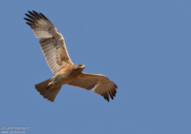 Aigle de Bonelli