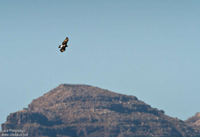 Verreaux's Eagleadult, habitat, Flight