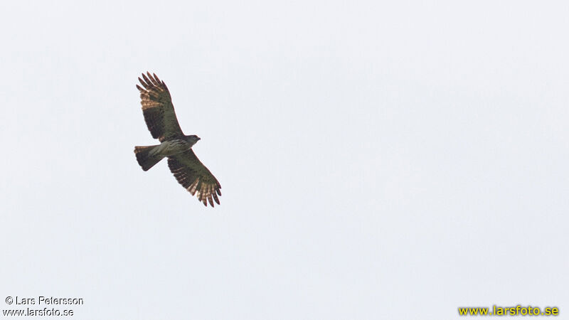 Pygmy Eagle