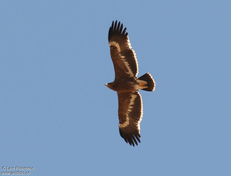 Aigle des steppes