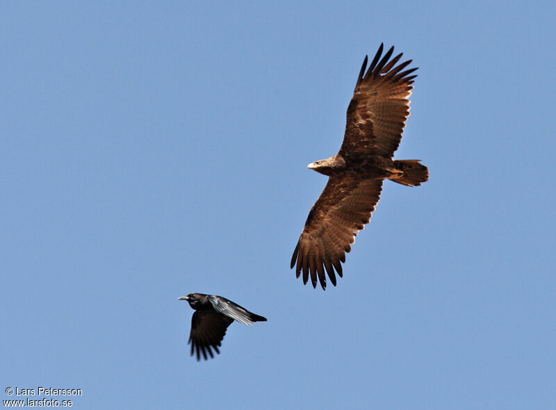 Steppe Eagle