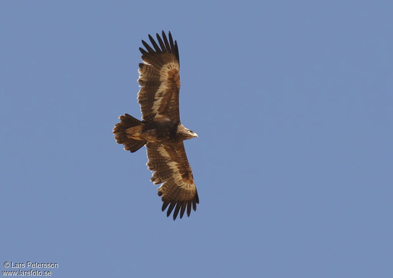 Aigle des steppes