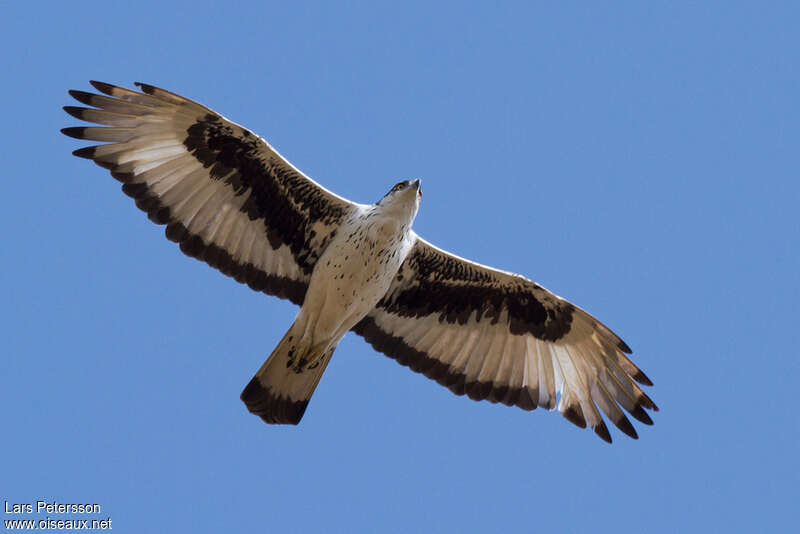 Aigle fasciéadulte, Vol