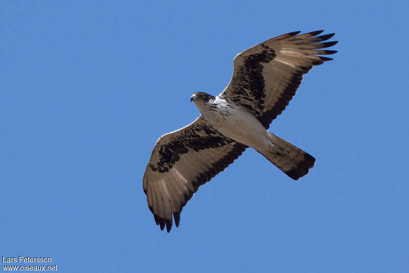 Aigle fasciéadulte, pigmentation, Vol