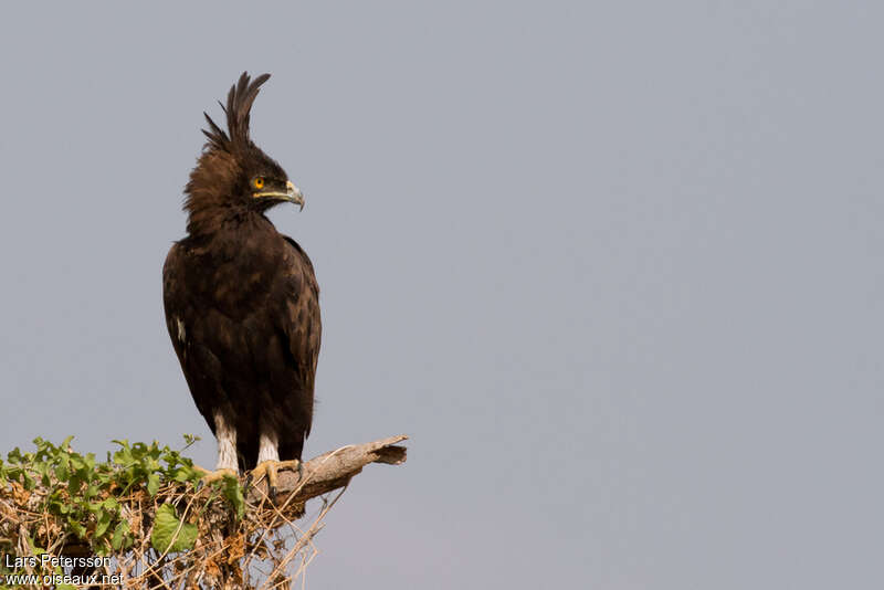 Aigle huppard mâle adulte, portrait