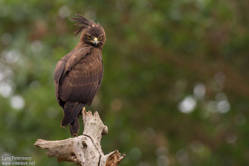 Aigle huppardadulte, identification, pigmentation, Comportement