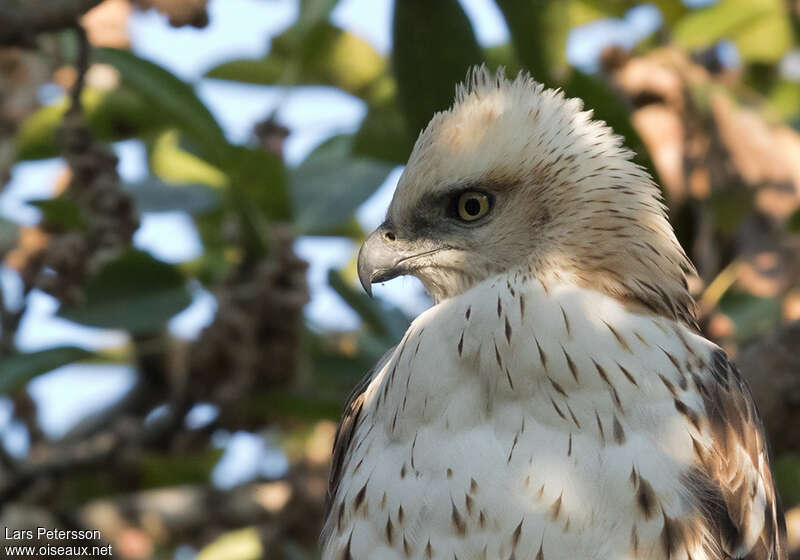 Aigle huppéjuvénile, portrait