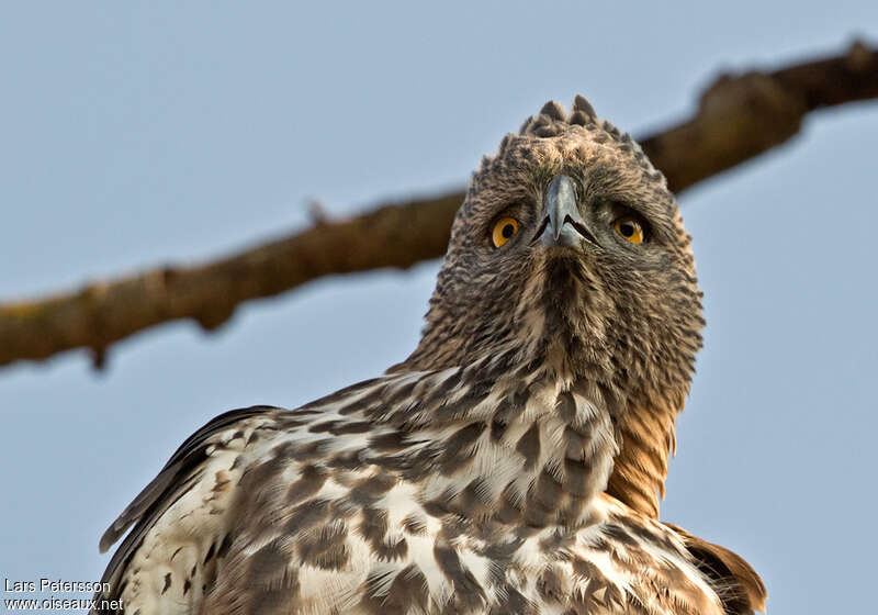 Aigle huppéadulte, portrait