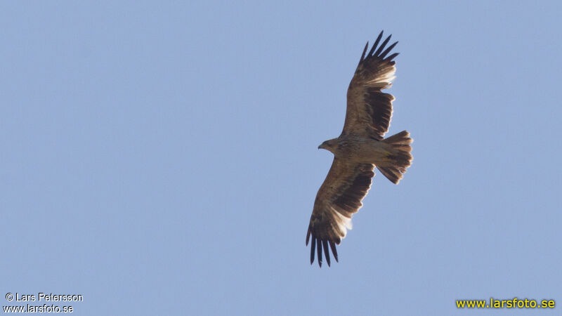 Eastern Imperial Eagle