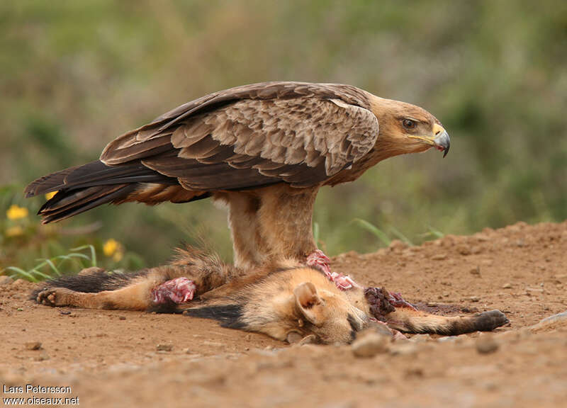 Aigle ravisseuradulte, pêche/chasse