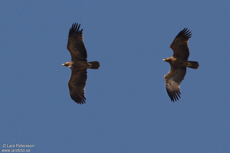 Tawny Eagle