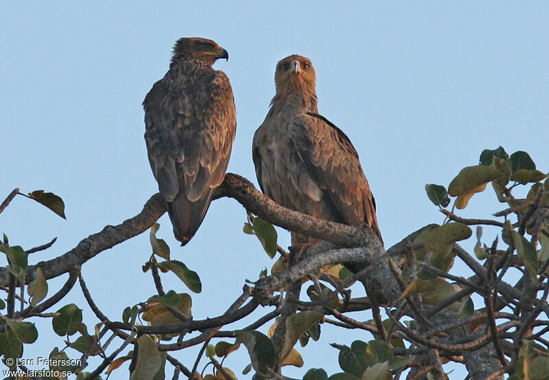 Aigle ravisseur