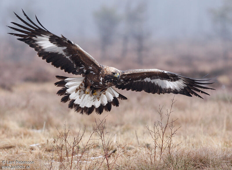 Aigle royal