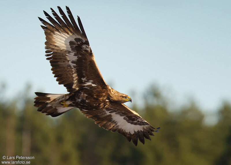 Aigle royal