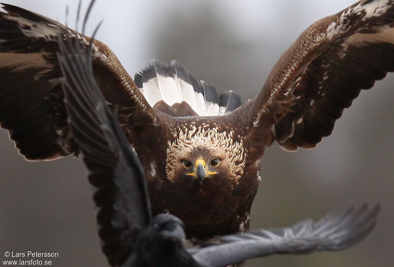 Golden Eagle